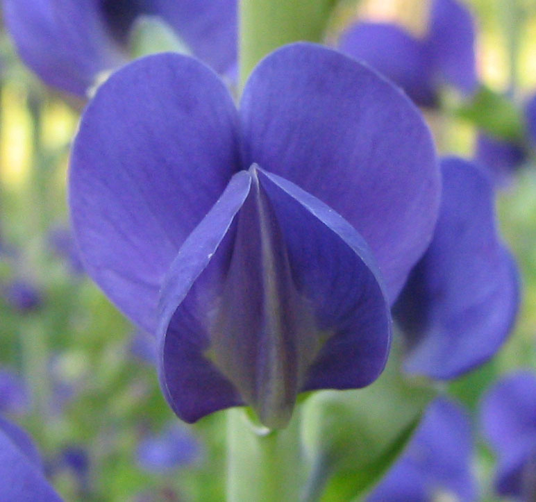 Proven Winners False Indigo 'Blueberry Sundae'