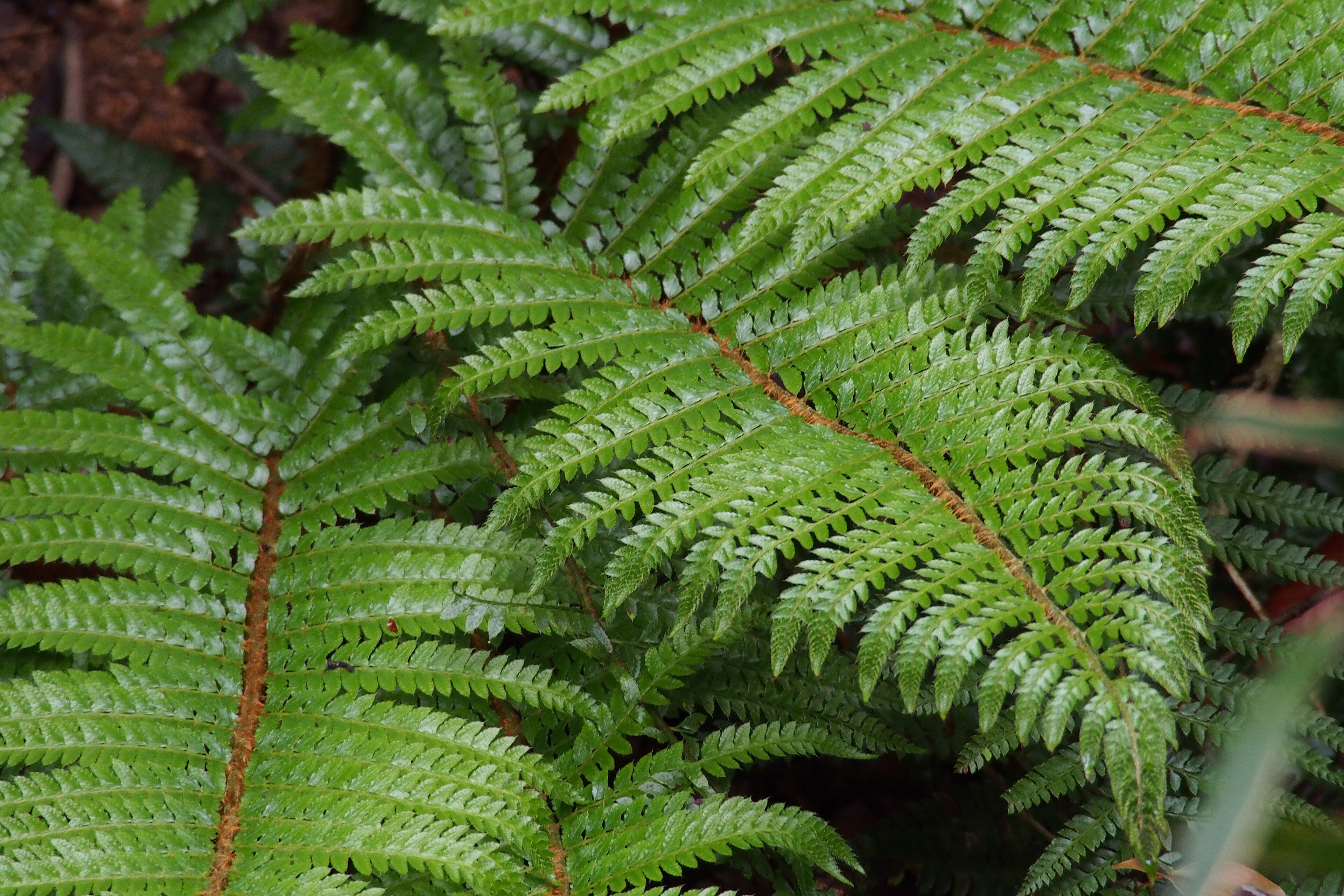 Tassel Fern