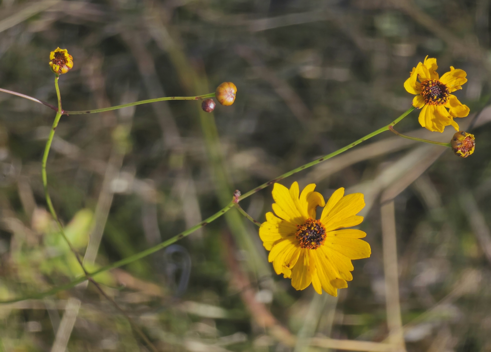 Tickseed