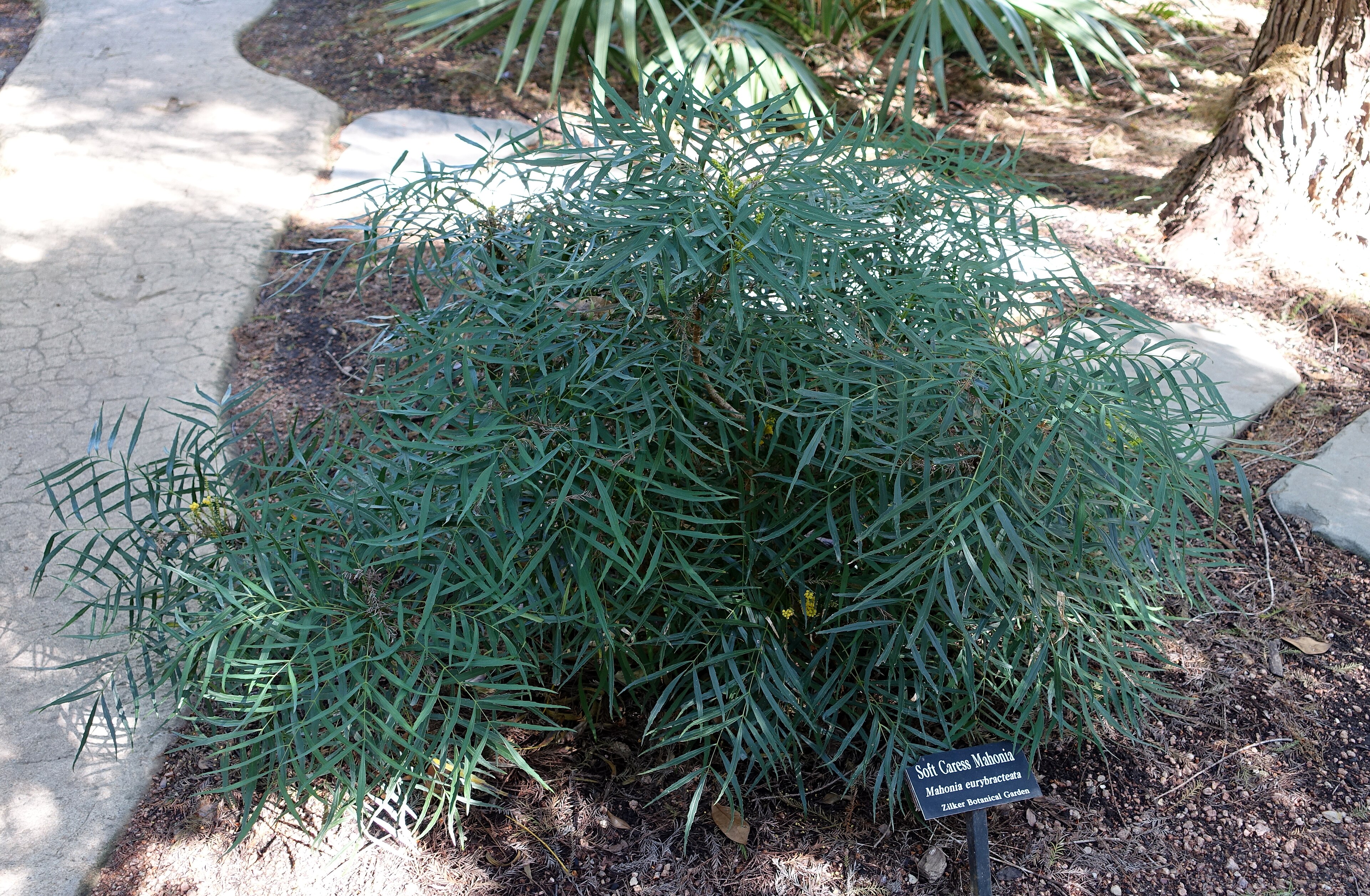 Southern Living / Sunset Chinese Barberry True