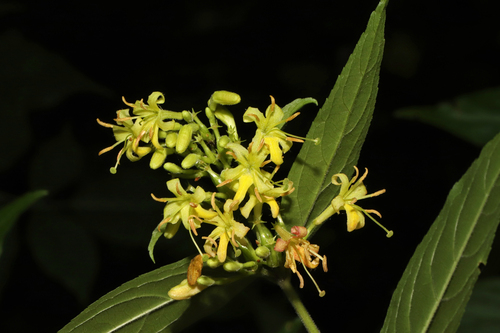 Proven Winners Bush Honeysuckle True