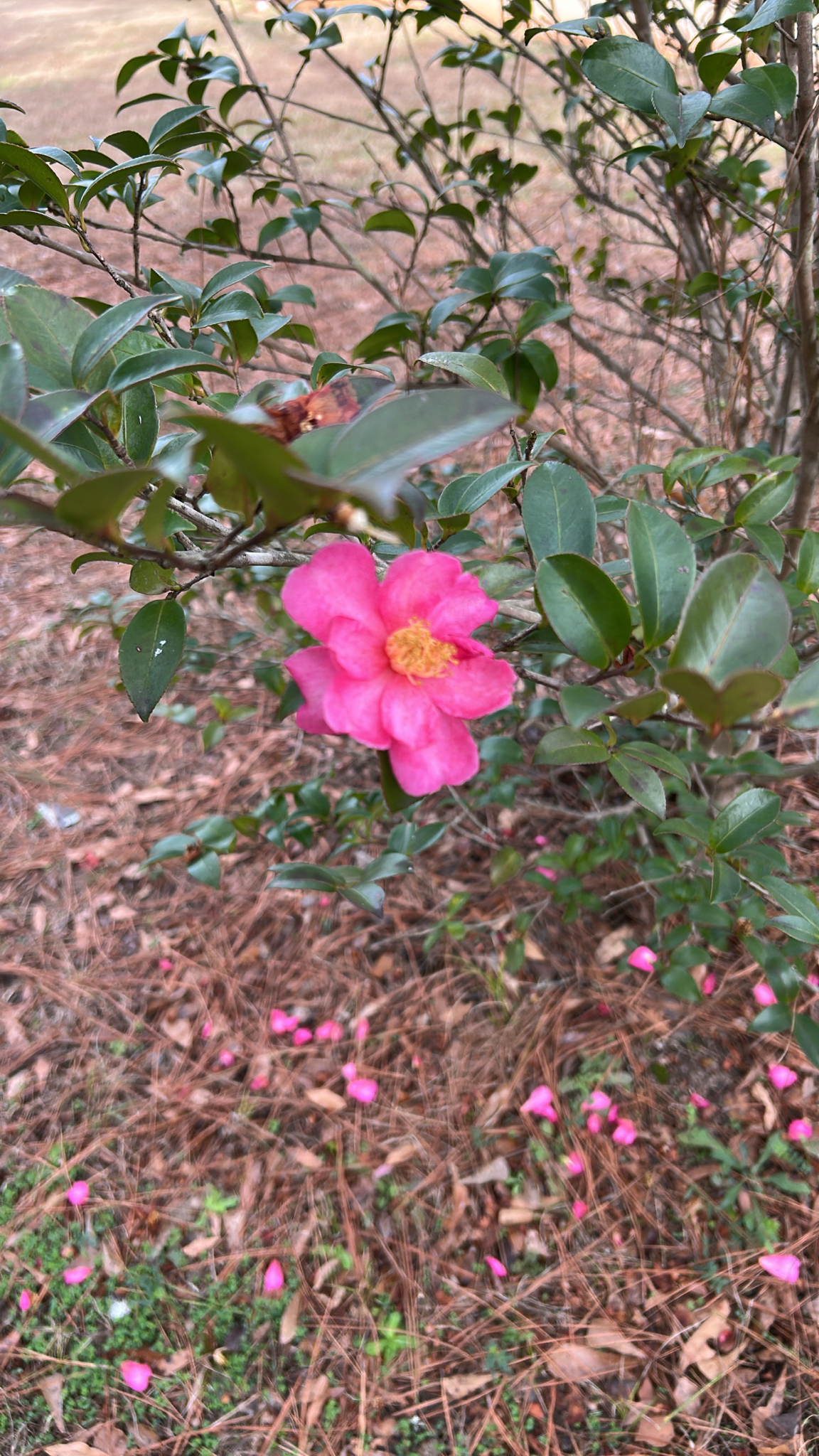 Camellia
