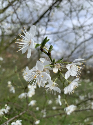 Cherry Plum