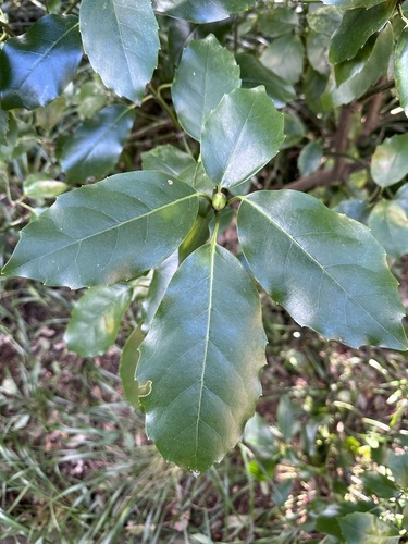 Spotted Laurel