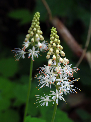 Foam Flower
