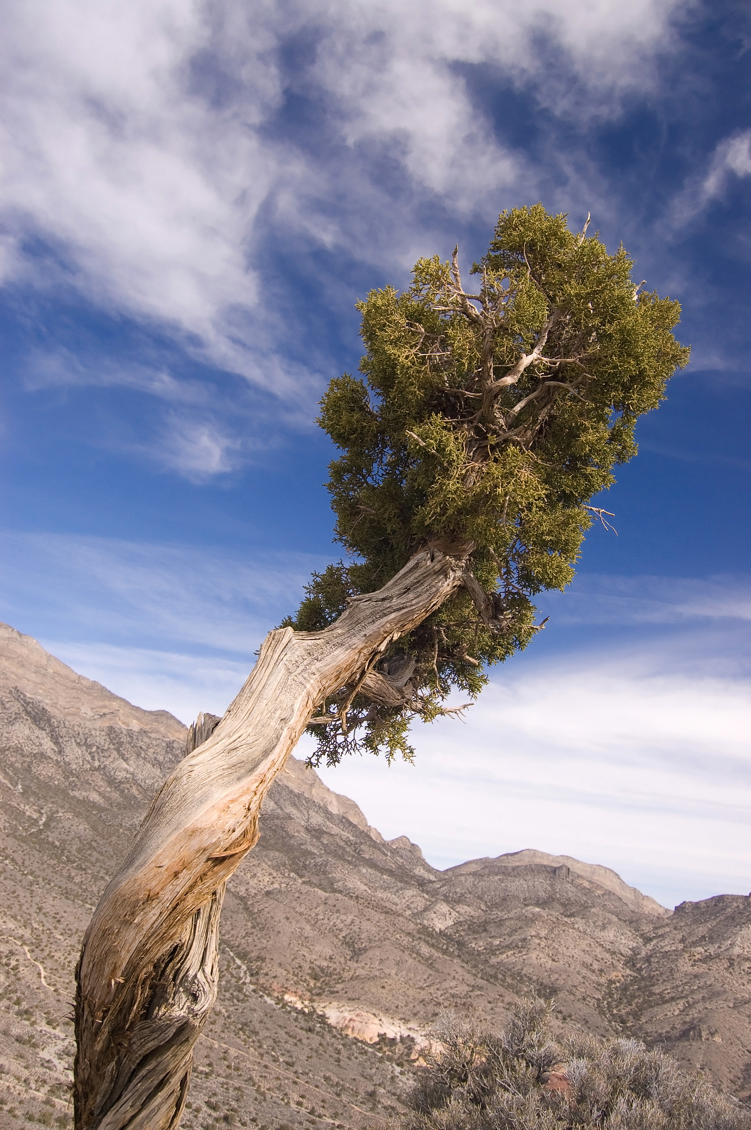 Sea Green Juniper