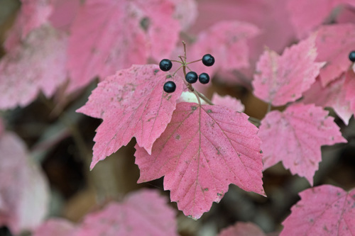 Mapleleaf Viburnum