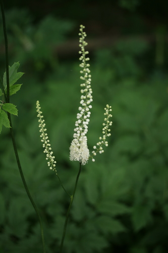 Bugbane