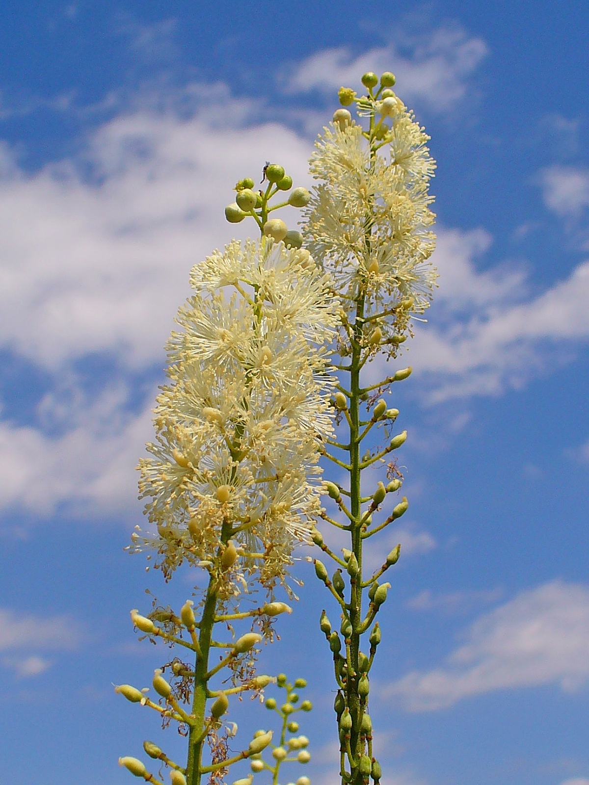 Bugbane