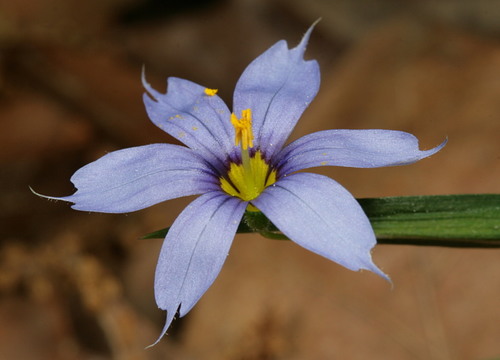 Blue-Eyed Grass