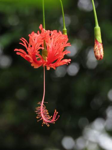 President's Red Hibiscus