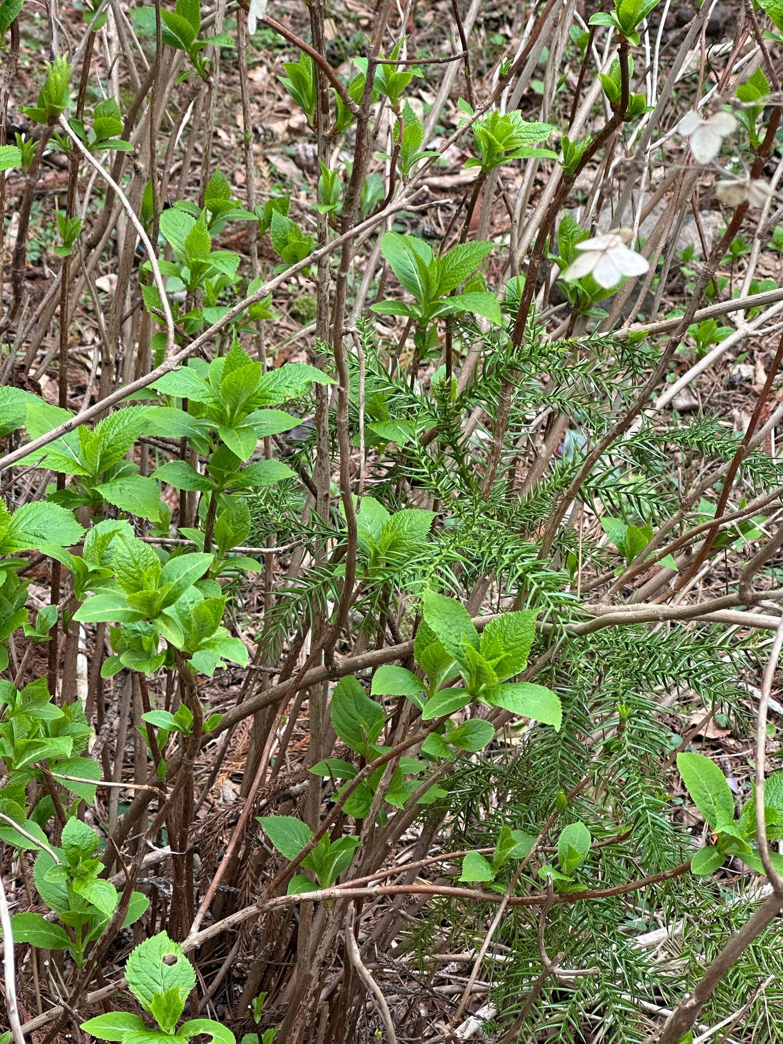 Lacecap Hydrangea