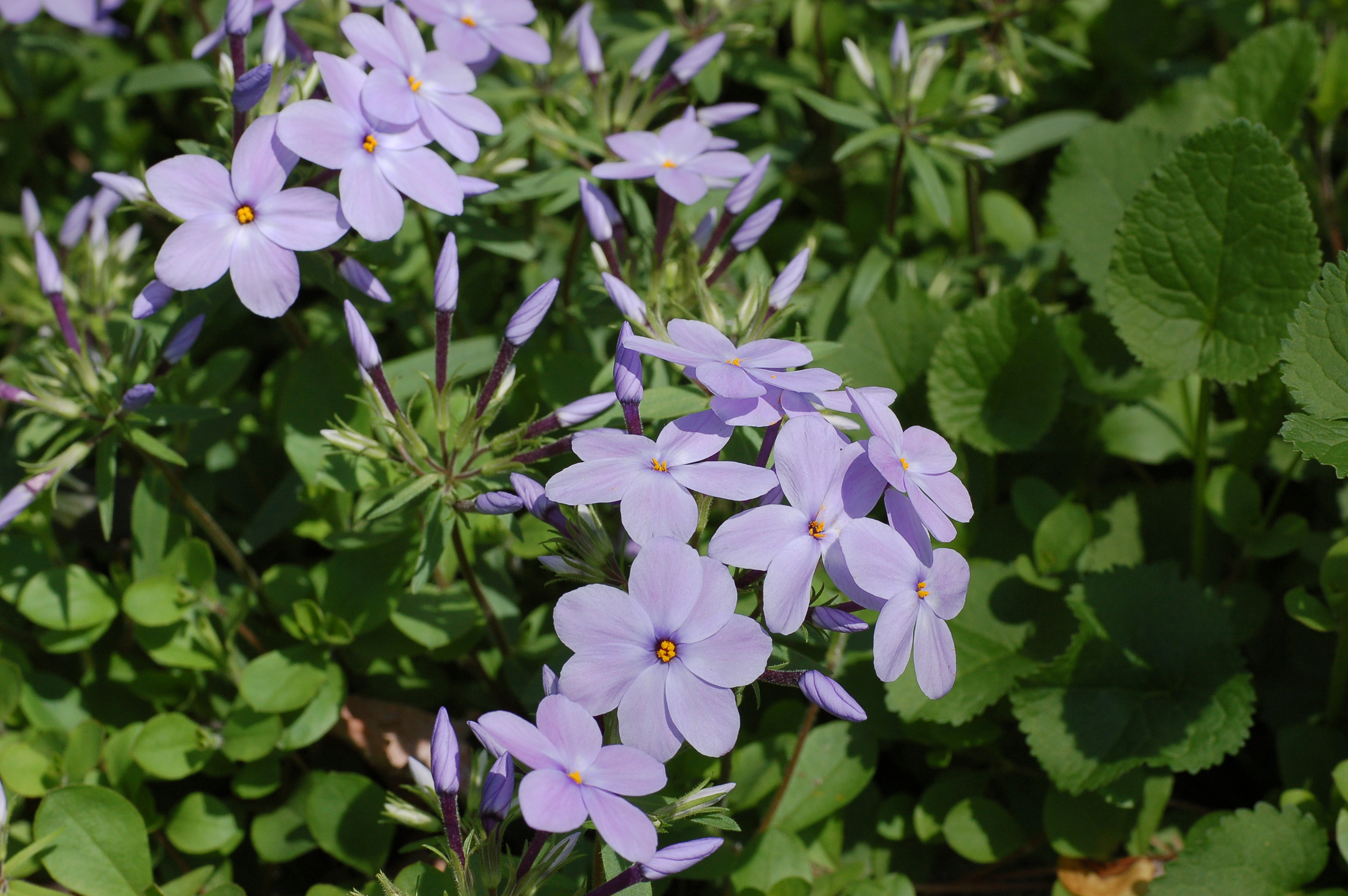 Phlox