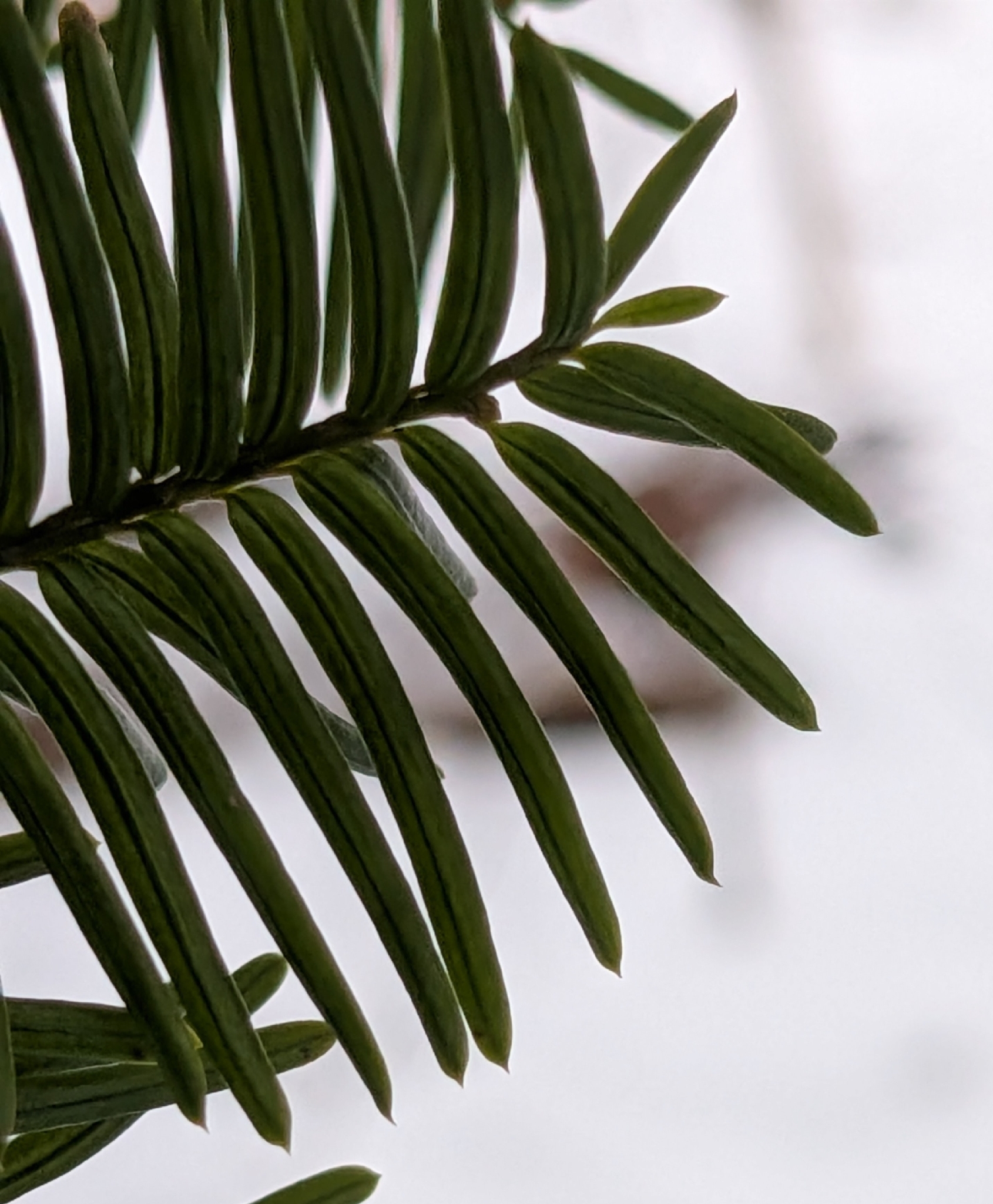 Japanese Yew