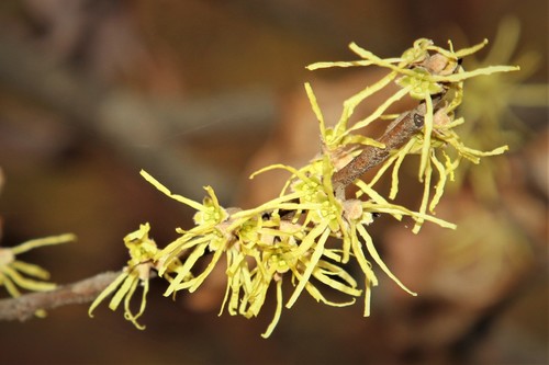 Common Witch Hazel