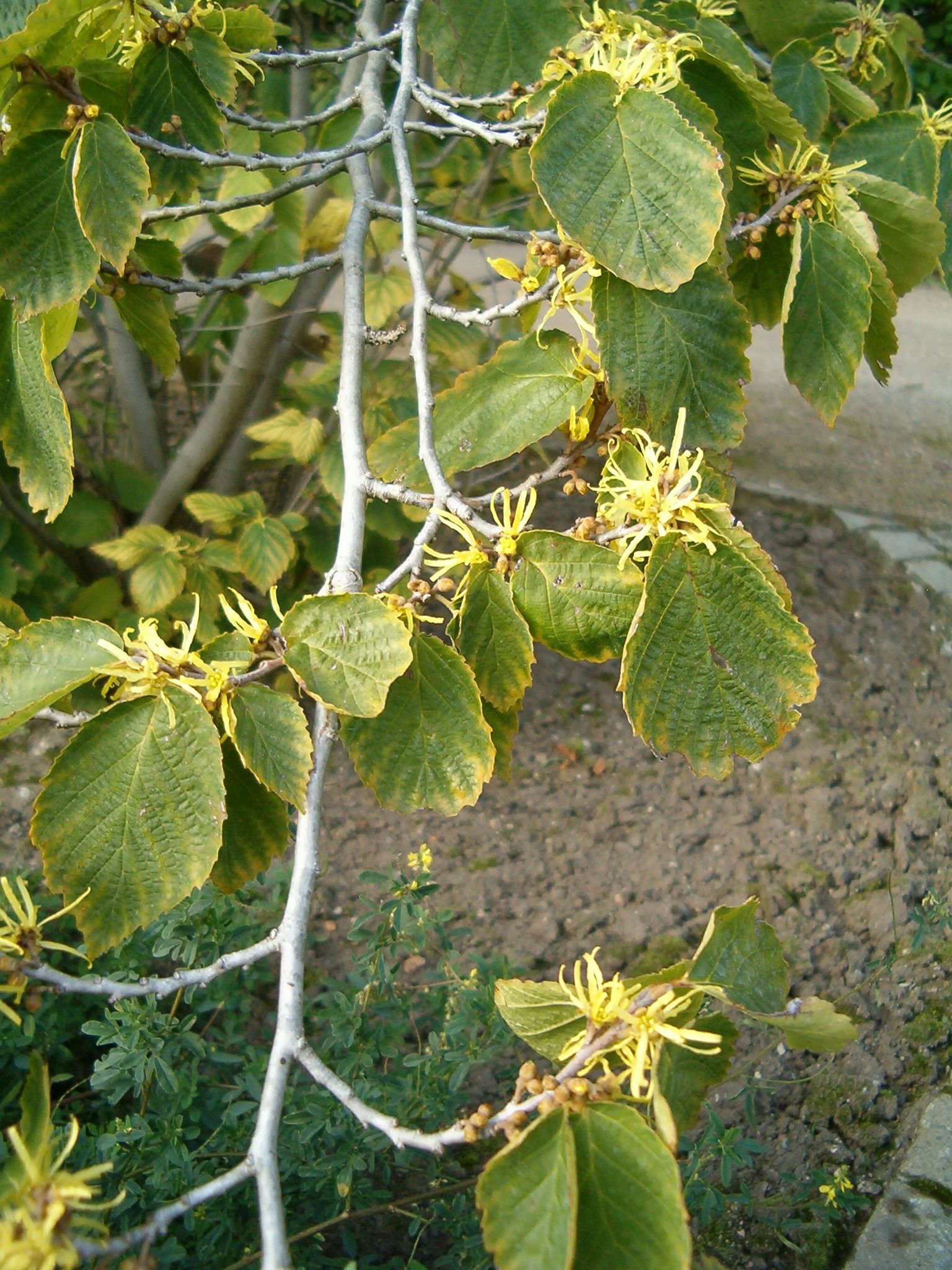 Common Witch Hazel