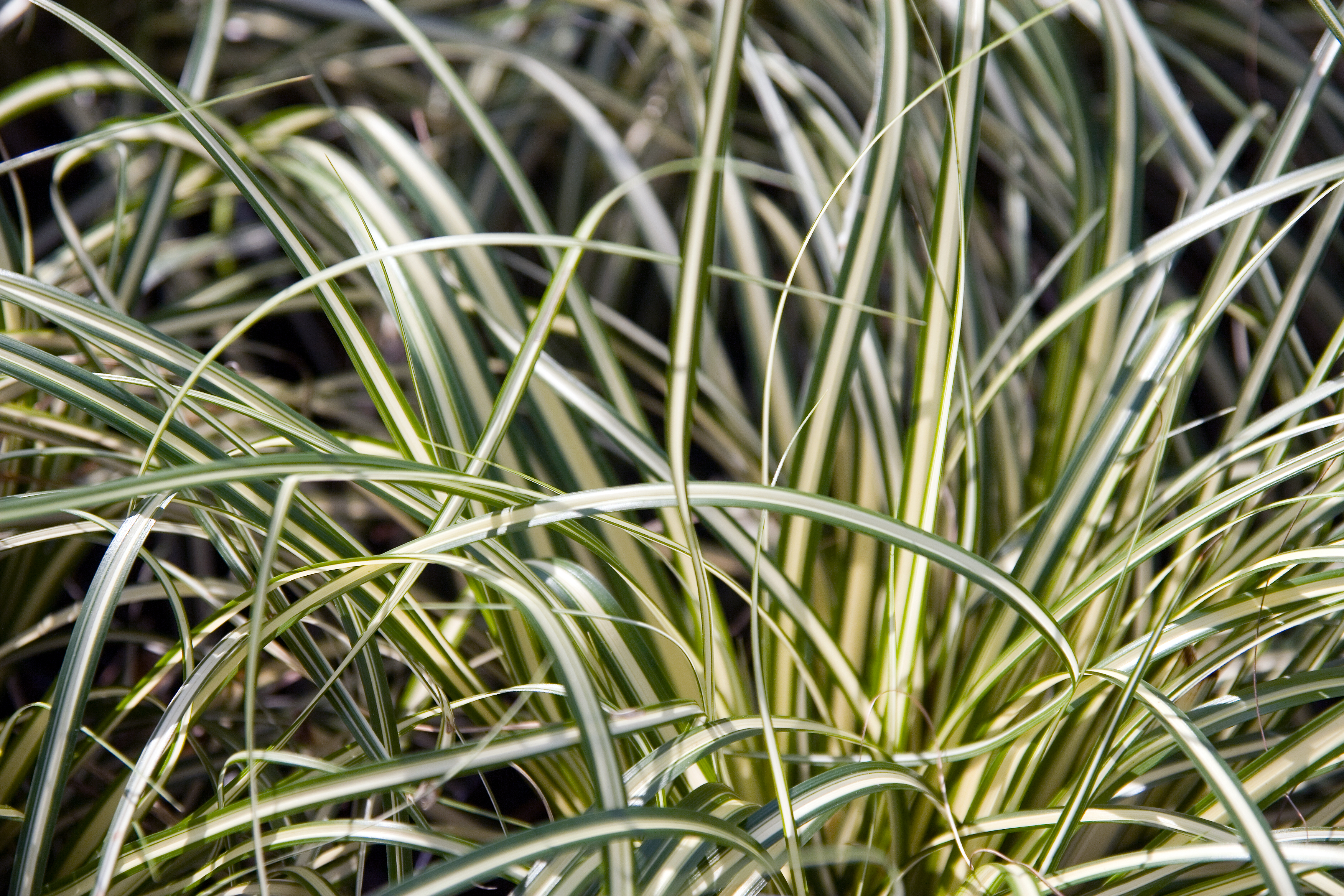 Japanese Sedge True