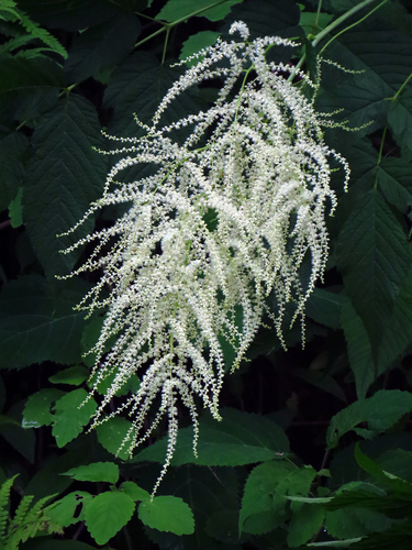 Goat's Beard