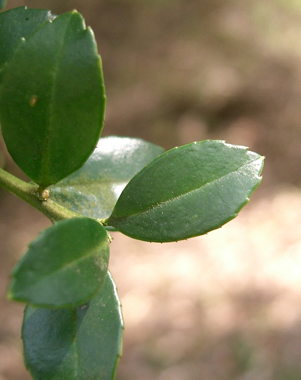 Japanese Holly 'Green Lustre'