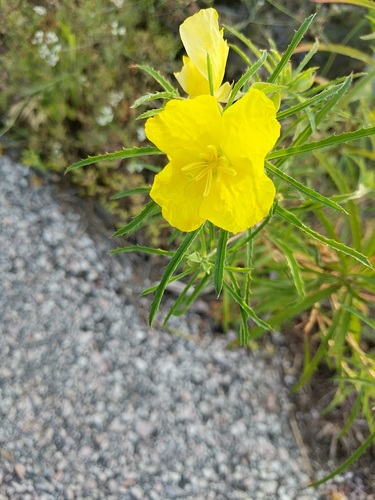 Evening Primrose