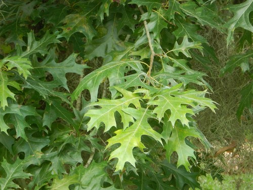 Nuttall Oak