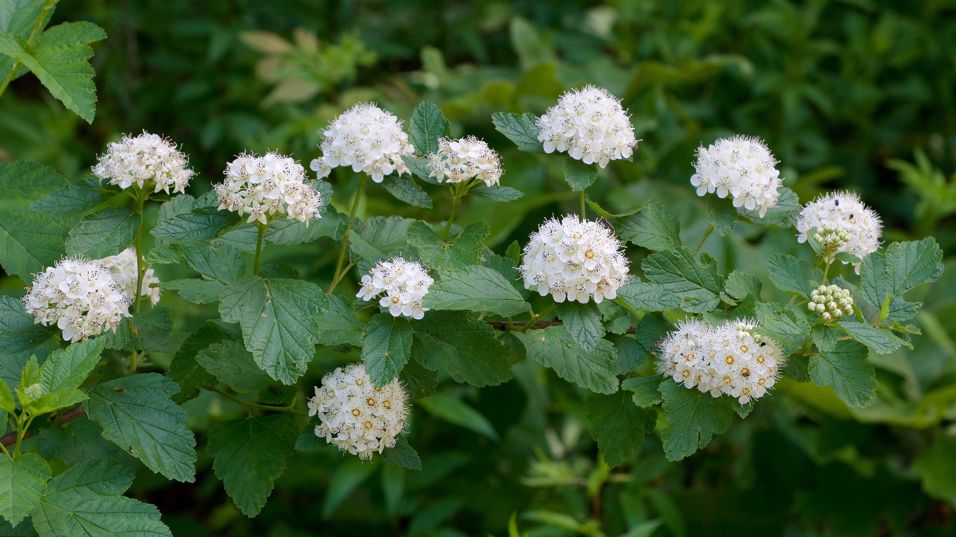 Ninebark 'Diabolo'
