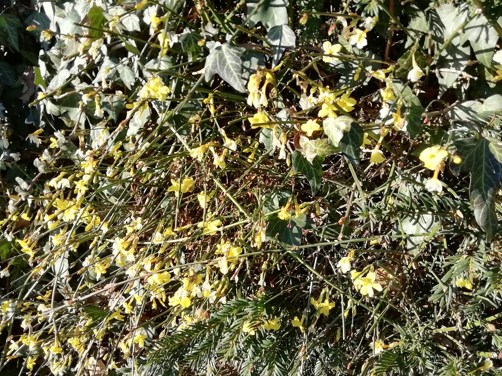 Winter Jasmine