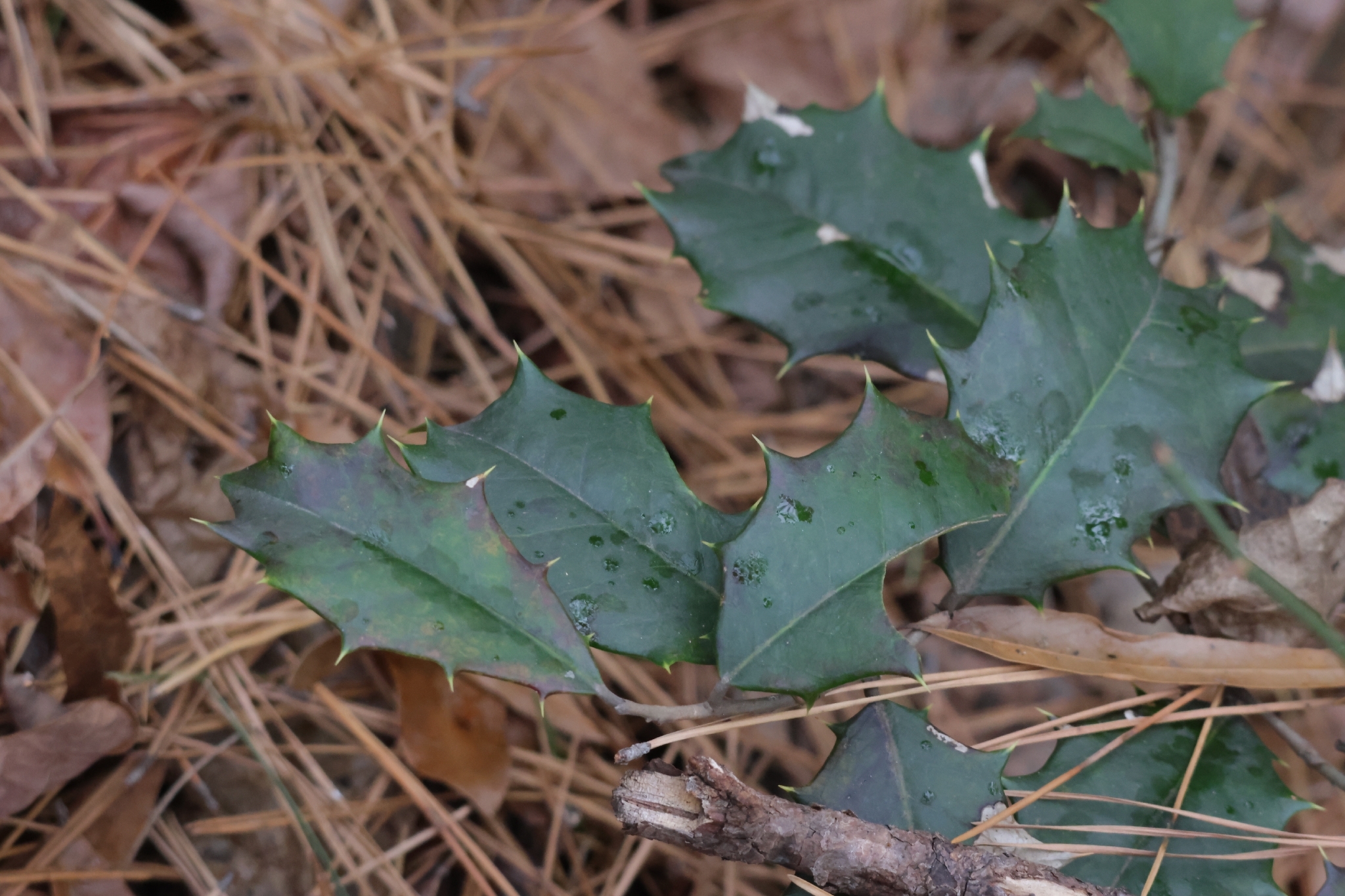 American Holly
