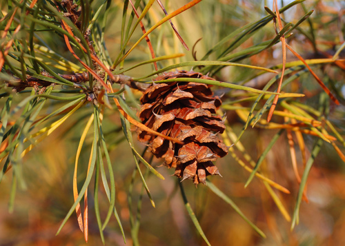Scrub Pine