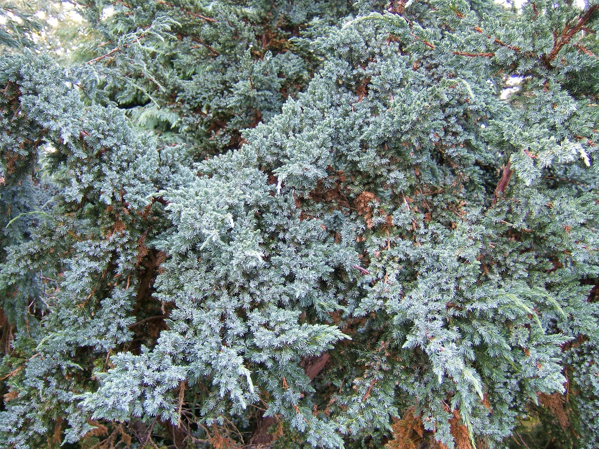 Singleseed Juniper