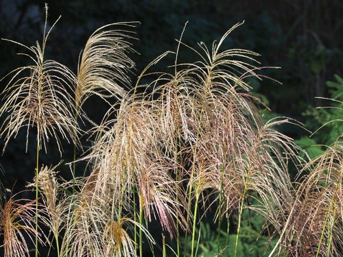 Maidengrass