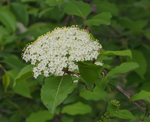 Blackhaw