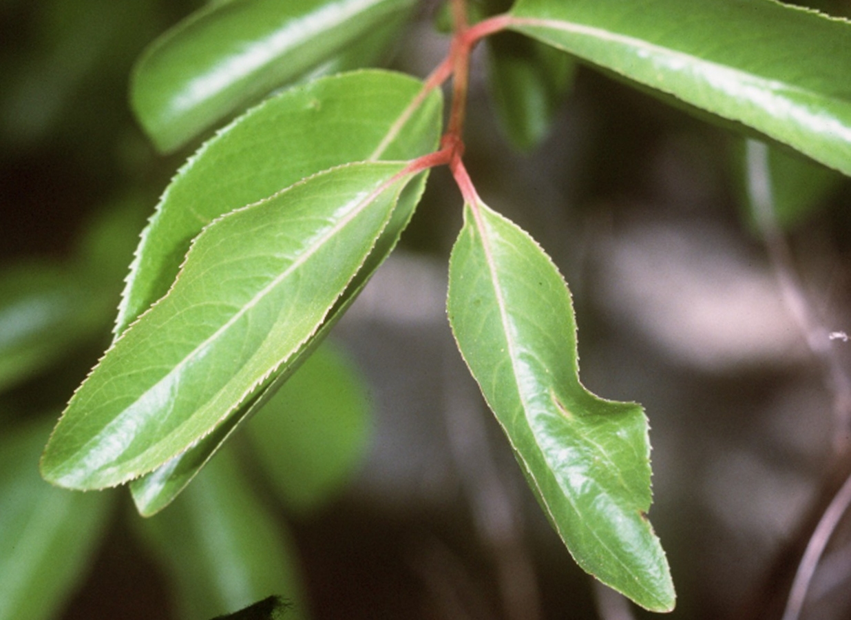 Blackhaw