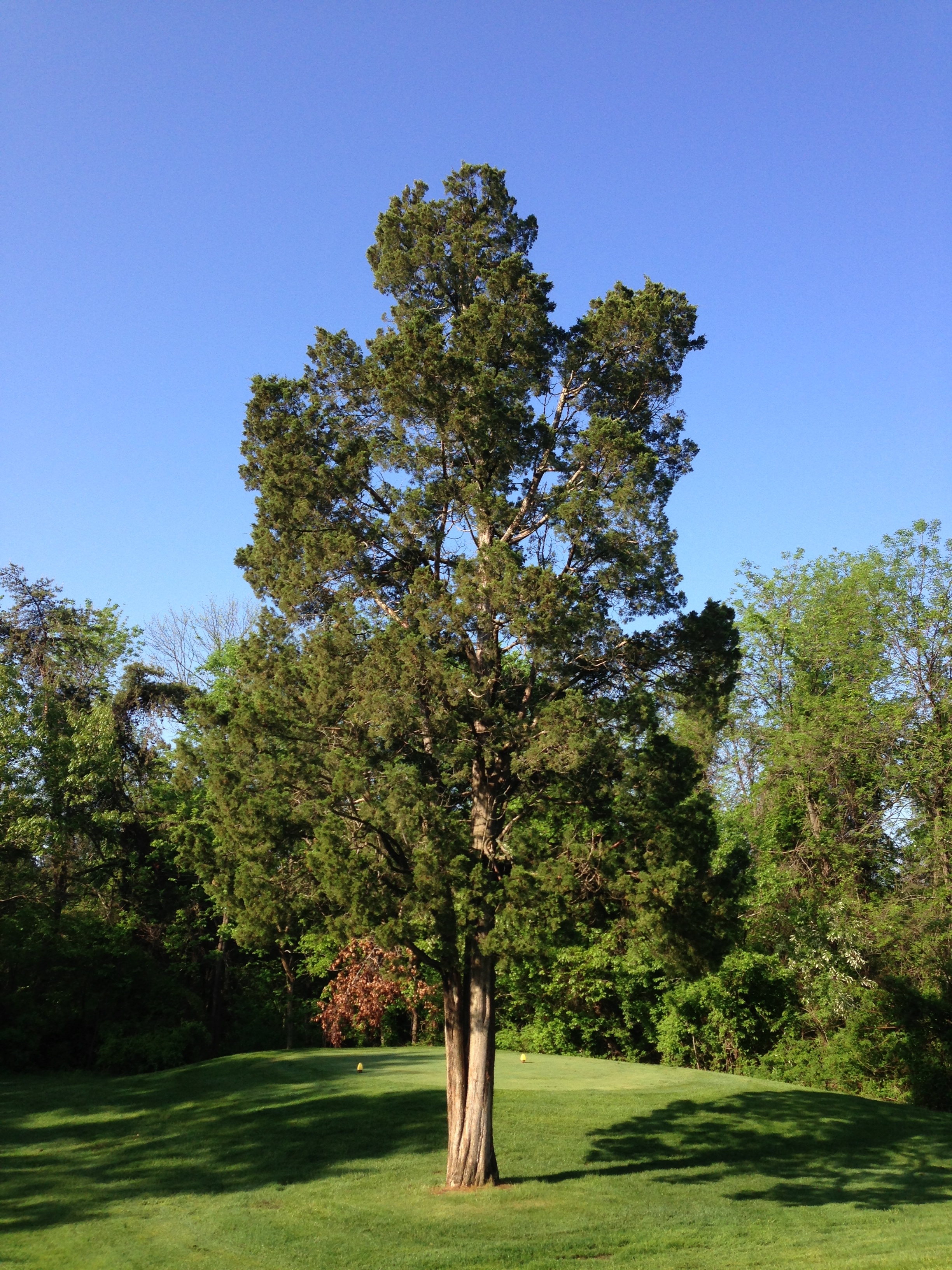Eastern Redcedar