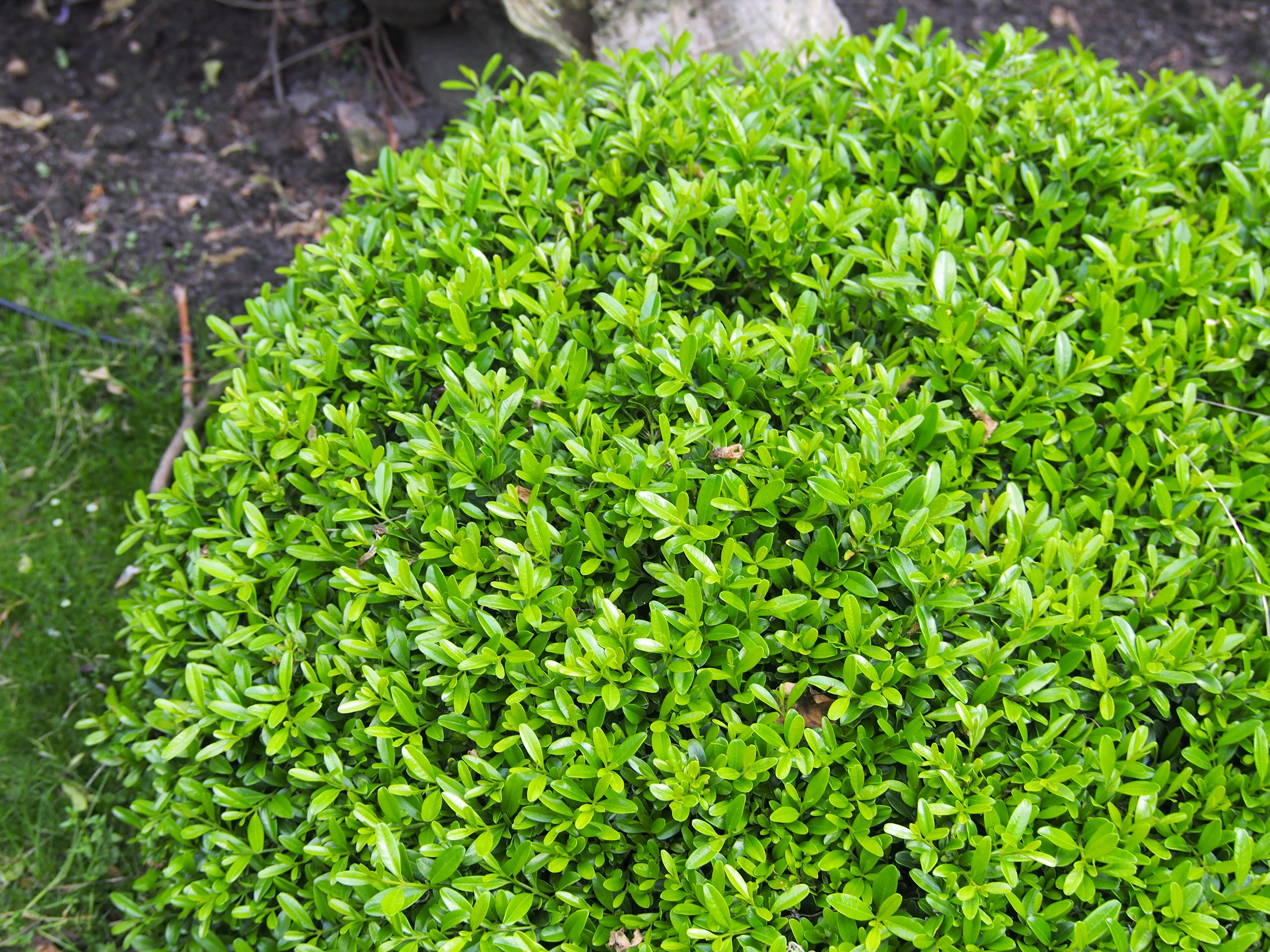 Korean Boxwood