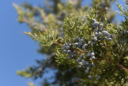 Eastern Red Cedar 'Brodie'