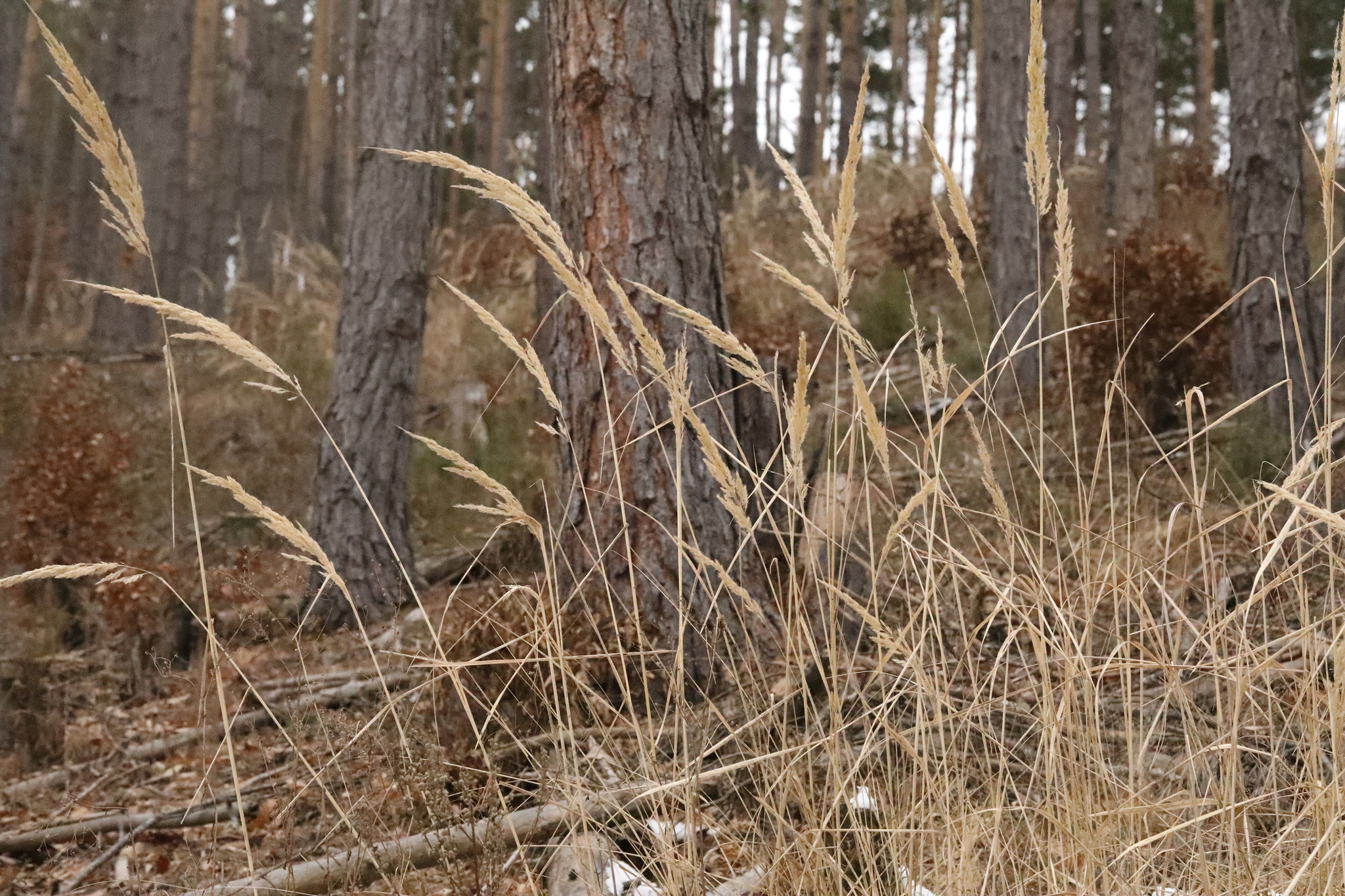 Feather Reed Grass 'Karl Foerster'