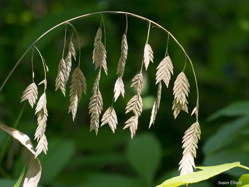 Northern Sea Oats