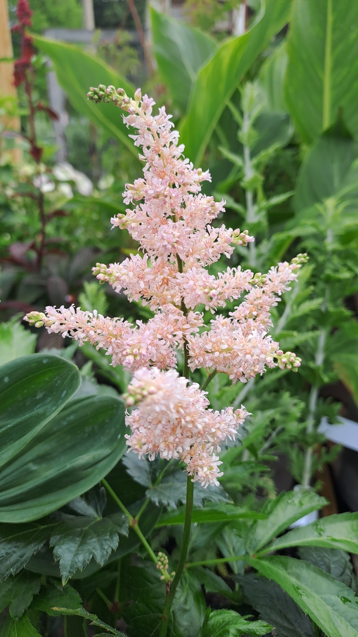 Astilbe