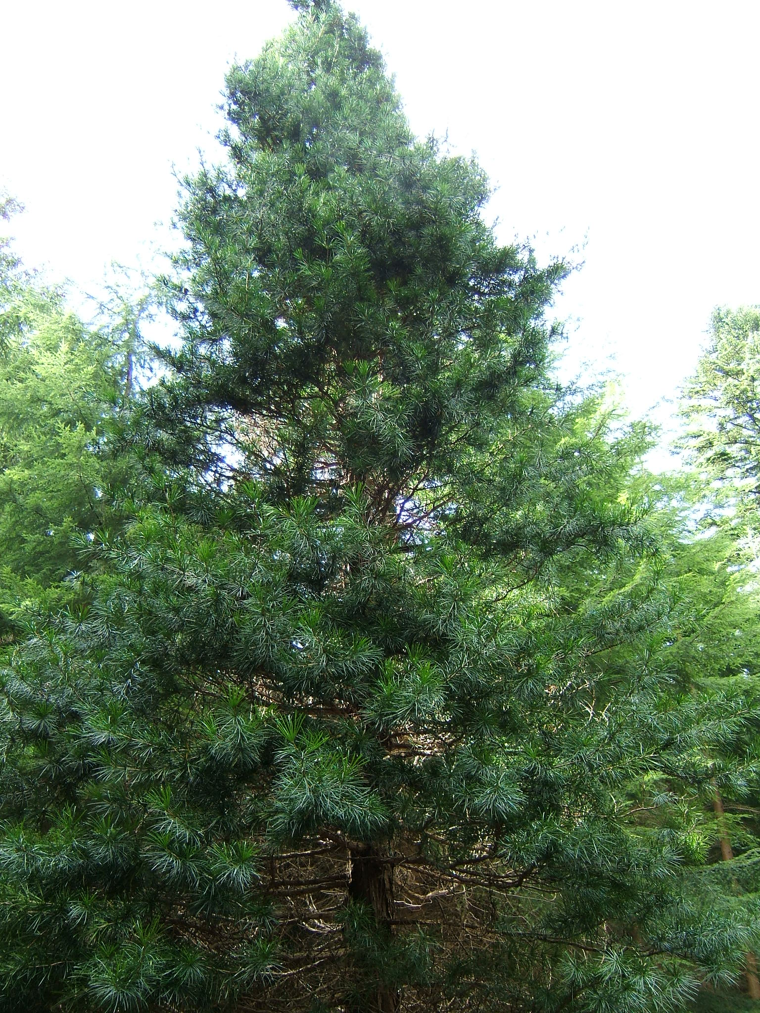 Umbrella Pine