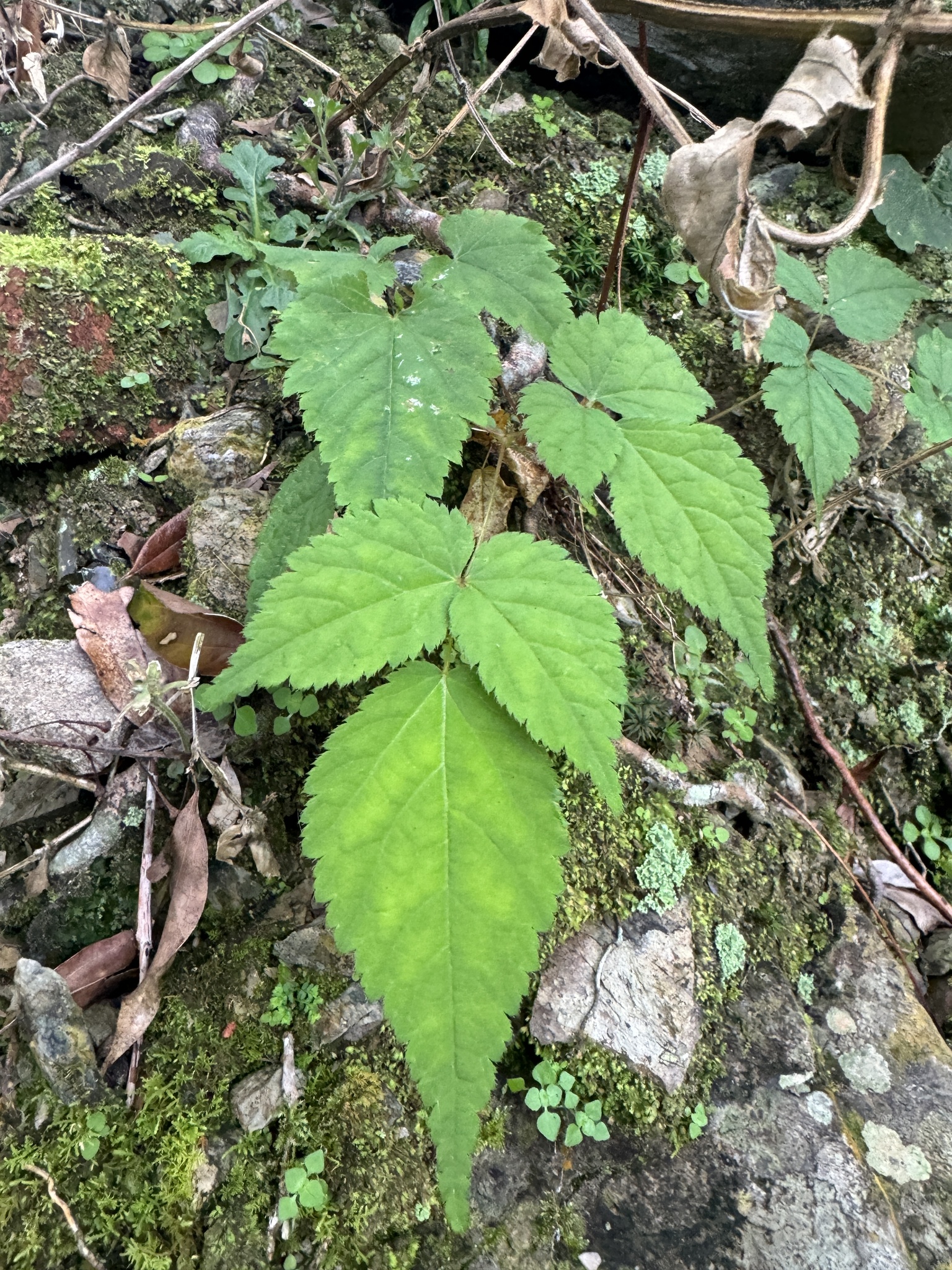 Chinese Astilbe