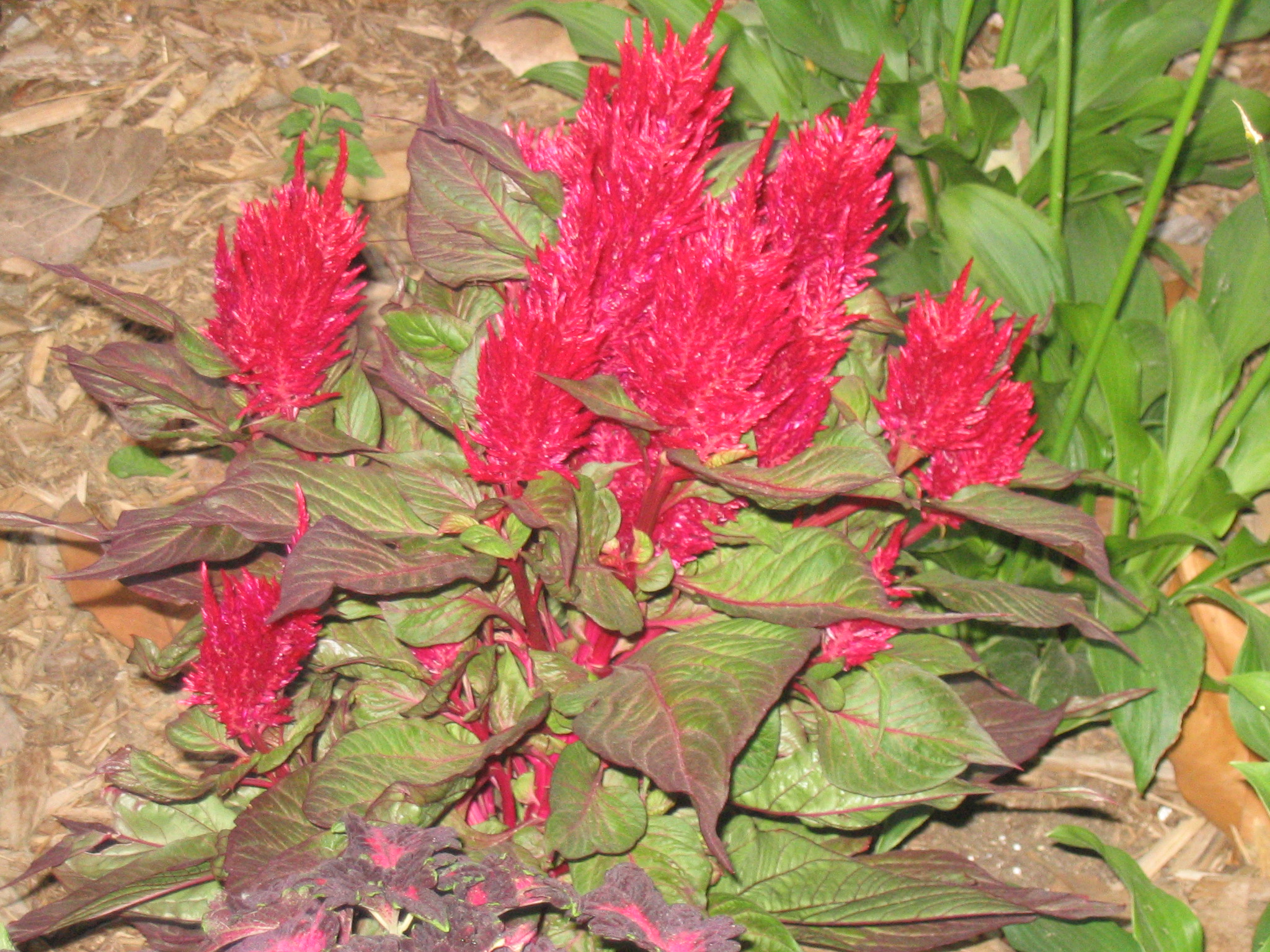 Cockscomb 'Kelos Fire Scarlet'