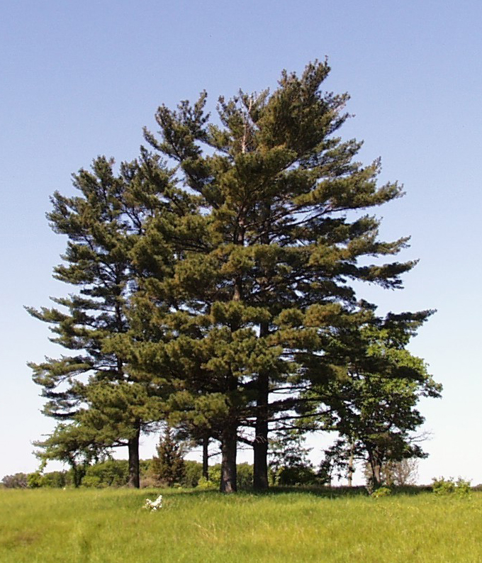 Sea Urchin Eastern White Pine