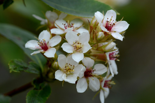 Indian Hawthorn