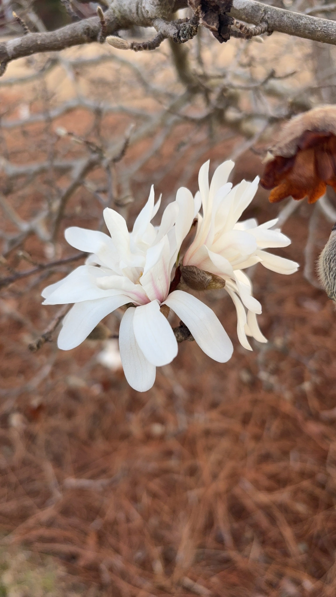 Star Magnolia 'Centennial Star'