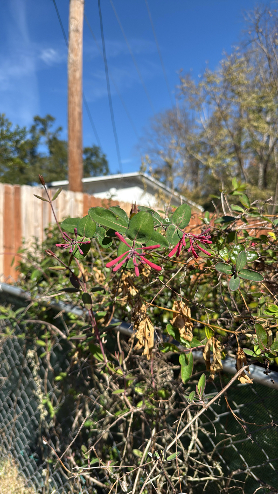 Major Wheeler Honeysuckle