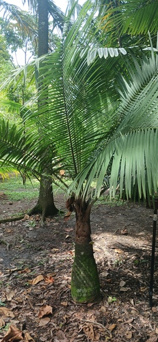 Majestic Palm