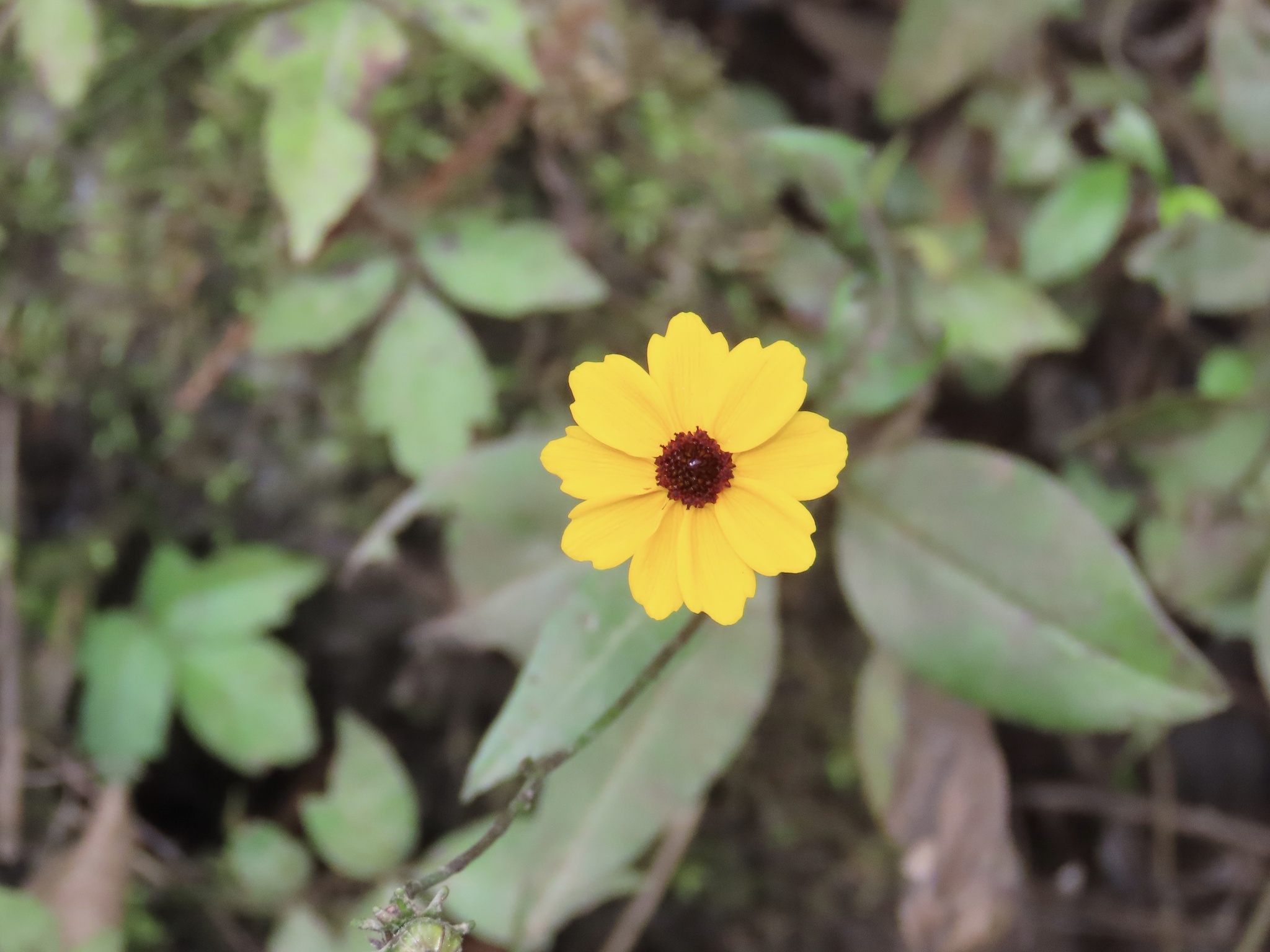 Summer Sunshine Tickseed