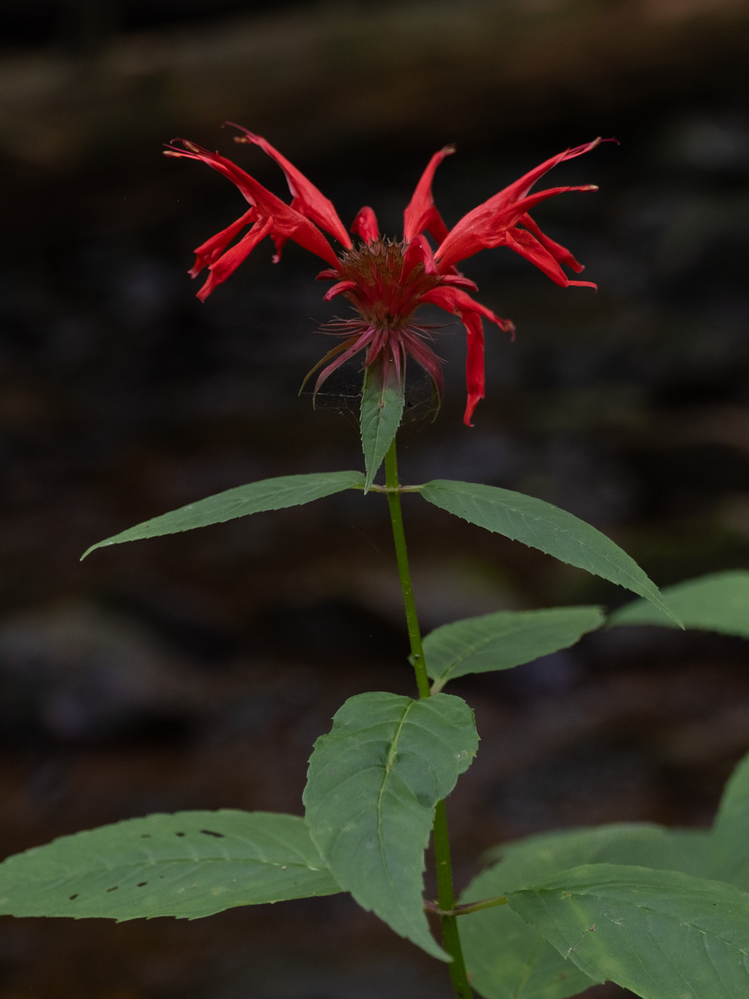 Bee Balm True