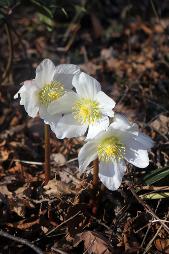 Christmas Rose